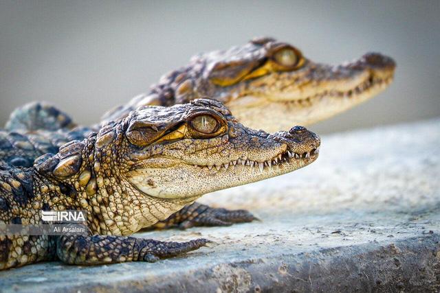 سیلاب‌های ویرانگر و خشکی‌های فرساینده؛ چالش‌های دوگانه گاندو