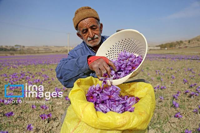 برندسازی زعفران خراسان شمالی در دستور کار قرار گرفت