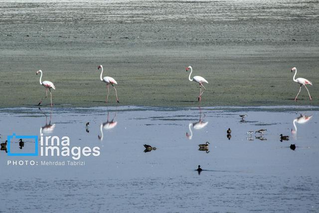 فوتبال و محیط‌زیست در کنار هم/ تالاب‌های کشور به استقلال رسیدند