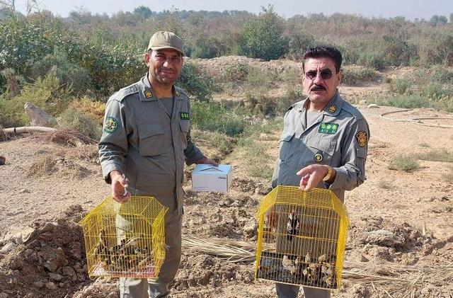 رهاسازی ۸۰ پرنده حمایت‌شده در زیستگاه‌های طبیعی خوزستان