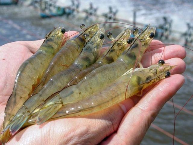 حرکت صنعت میگو از خام‌فروشی به فرآوری / هرمزگان در خط مقدم صادرات