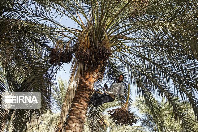 کنسرسیوم صادراتی خرما در استان بوشهر تشکیل شد