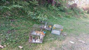 رهاسازی ۱۰ قطعه چکاوک در زیستگاه‌های تالش