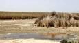 خشک شدن ۲۰۰ هزار هکتار از تالاب شادگان