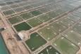 تشکیل کمیته‌های استانی برای جهش صادرات آبزیان ضروری است