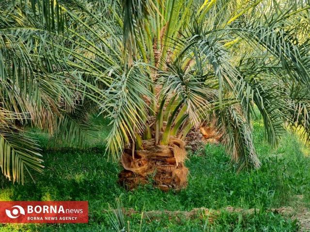 ممنوعیت صادرات خرما در ماه رمضان خسارت سنگینی به بار می‌آورد