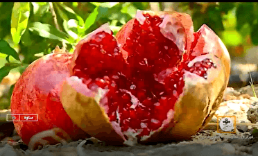 ساوه در تب و تاب برداشت یاقوت‌های سرخ