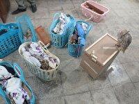 کشف پرنده هاي ناياب در عسلويه