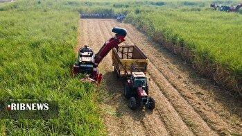 برداشت سبز در خوزستان