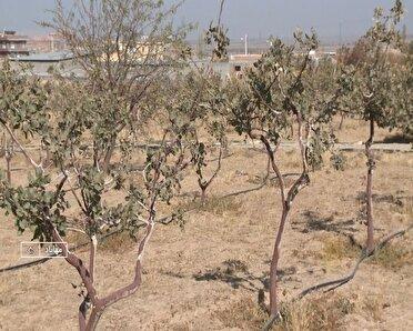 تغییر الگوی کشت با توسعه آبیاری‌های نوین کشاورزی