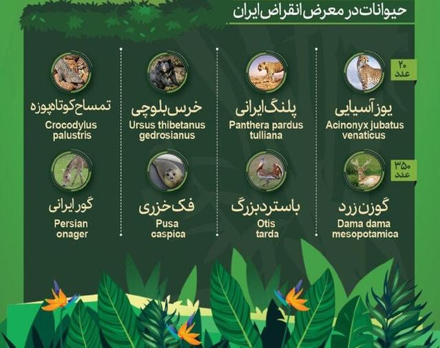 حیوانات در معرض انقراض ایران و آسیا را بشناسید(اینفوگرافی)