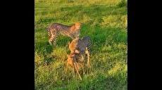 شکار بچه گوزن توسط دو یوزپلنگ (فیلم)