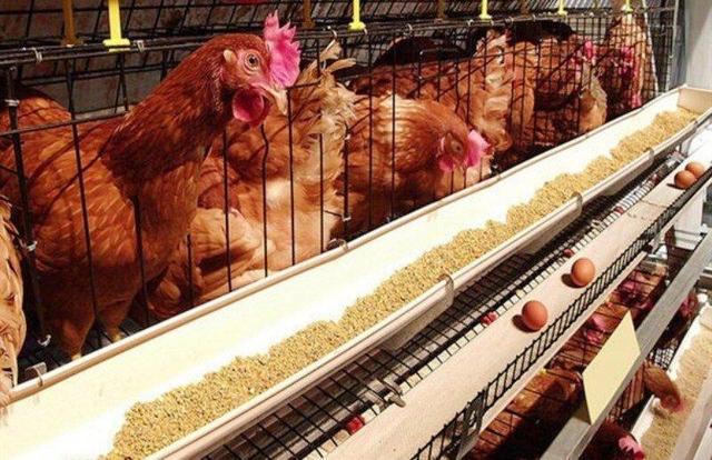 مدیرعامل اتحادیه مرغ تخم‌گذار اصفهان: اصفهان رتبه اول تولید تخم‌مرغ کشور را دارد/ کمبود نهاده‌ باعث افزایش قیمت می‌شود