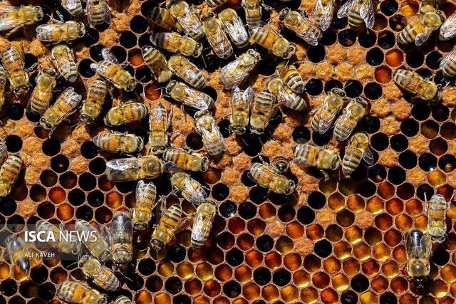 زنبورها می‌توانند خواندن "کد مورس" را یاد بگیرند