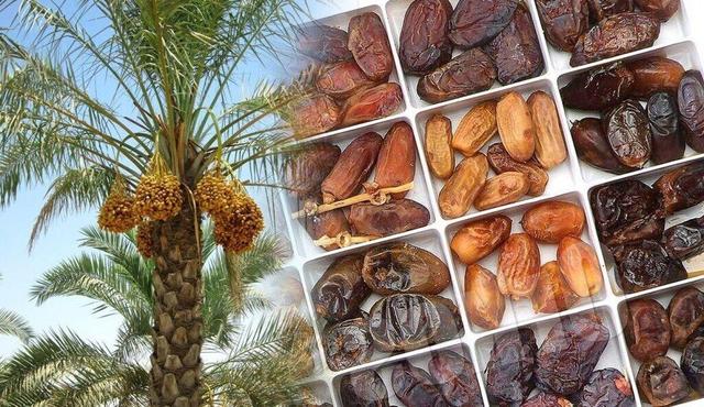 ایران بزرگترین صادرکننده خرما در جهان است