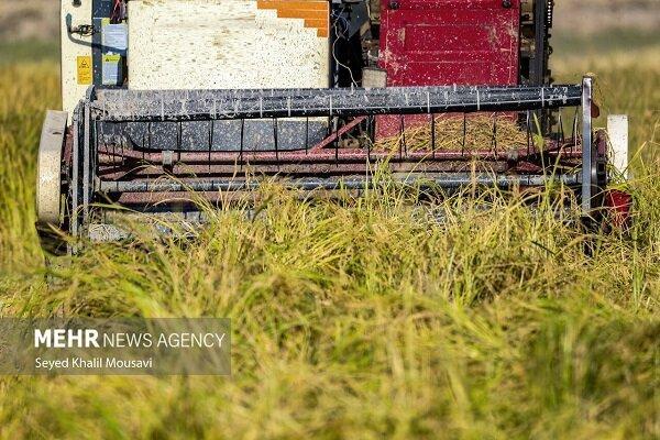 اینفوگرافیک؛ کشت محصولات اساسی کشاورزی در سیستان و بلوچستان