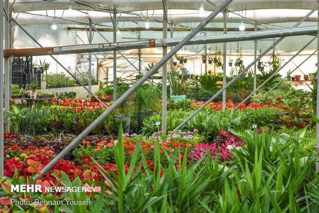 نمایشگاه بین‌المللی گل و گیاه بندرعباس