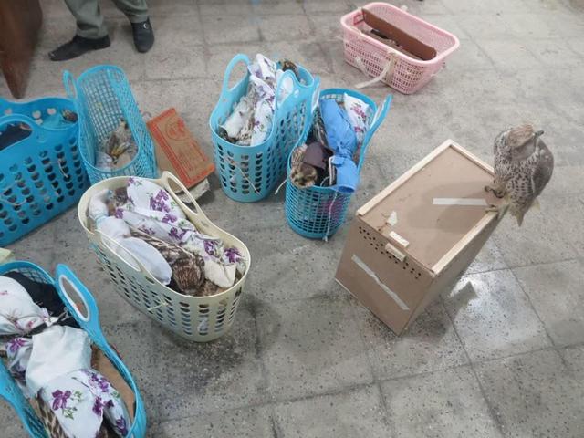 محموله پرندگان نایاب در عسلویه کشف شد