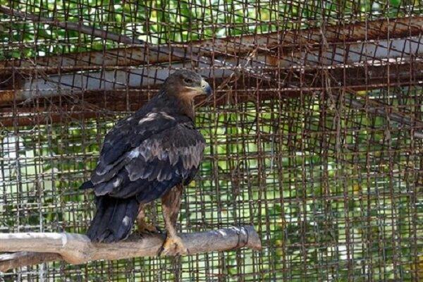 عقاب شاهی زخمی ۸۰ میلیارد ریالی توسط پلیس نوشهر نجات یافت