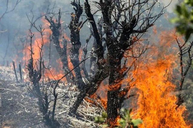 بخشی از جنگل‌های کلاردشت دچار آتش‌سوزی شد