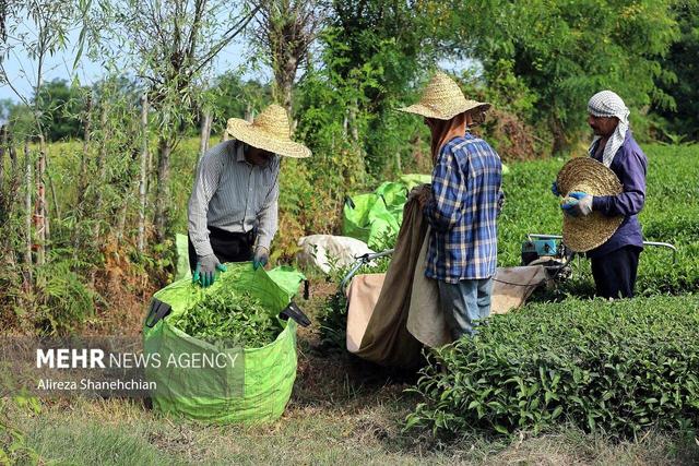 اینفوگرافیک؛ پرداخت بیش از ۶ میلیارد تومان تسهیلات به چایکاران شمال