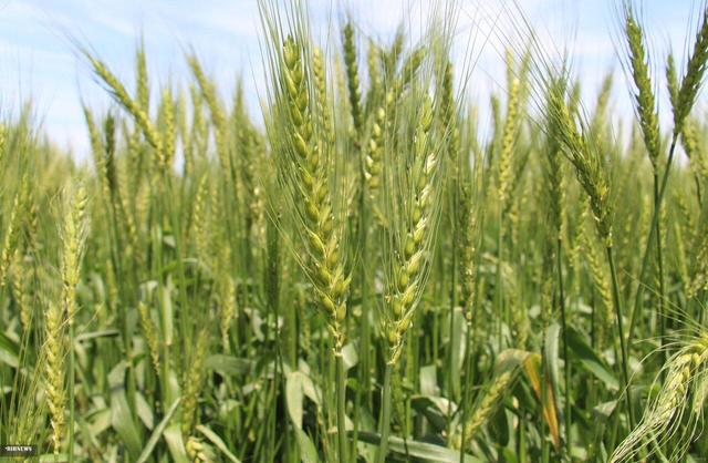 ۱۰ هزار هکتار اراضی حاجی آباد زیر کشت گندم رفت