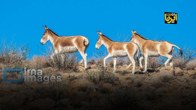 خانه امن گورها