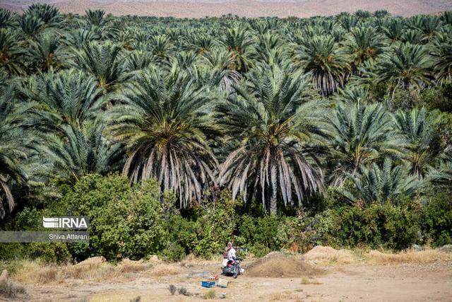 اصلاح نخل‌های کم‌بازده با ارقام صادراتی؛ افق روشن تولید خرما در شهرستان سرباز