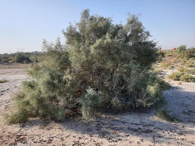 پژوهشگر خوزستانی: مهار بیابان‌زایی خوزستان تنها با سپرهای سبز بومی ممکن است