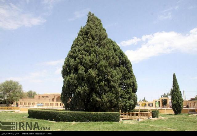 نخستین همایش ملی سرو کهن ابرکوه یزد برگزار شد