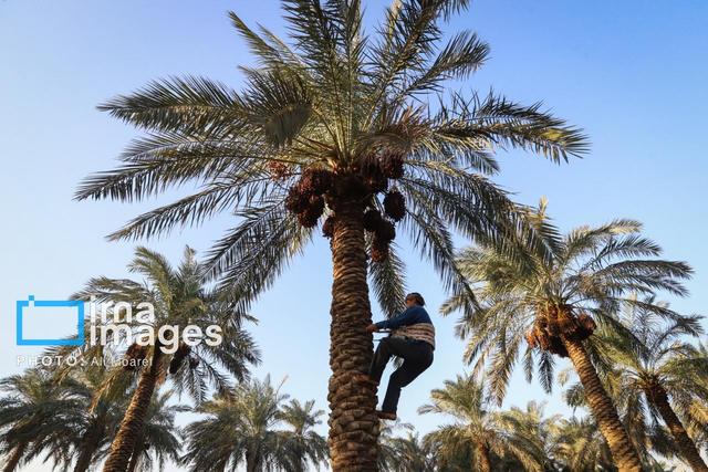 ایران بزرگترین صادرکننده خرما در جهان است