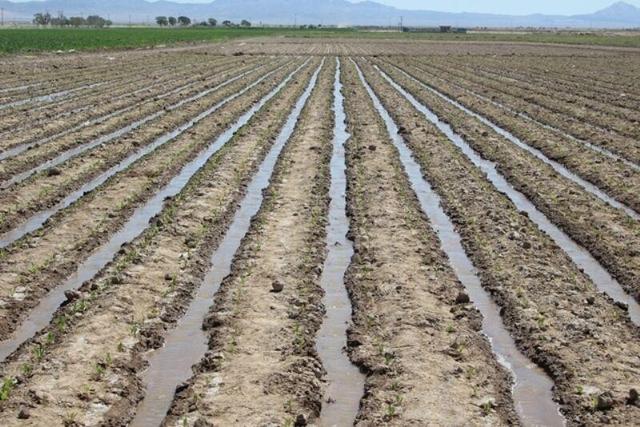 کشت چغندرقند در گیلانغرب آغاز شد