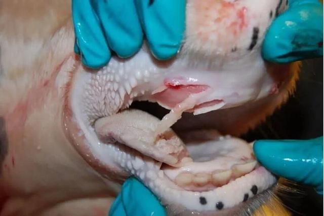 تب برفکی در کنترل دامپزشکی شهرستان ملارد