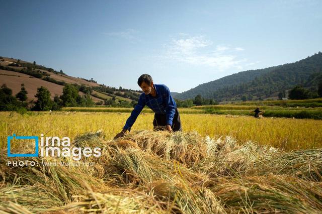 دستیار ویژه رئیس جمهور: تجاری‌سازی محصولات کشاورزی مازندران باید محقق شود