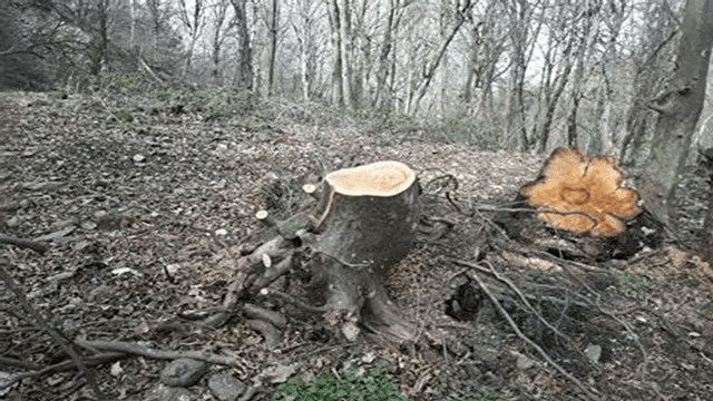 قلع وقمع درختان جنگلی درد و دل گردشگران روستا‌های بنفشه ده و سیاه لش آمل شد