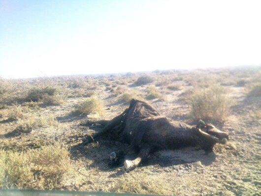 دامدار سیستانی به گل نشسته، وضعیت او را دریابید/طرح تامین آب اضطراری سیستان ناتمام تعطیل شد