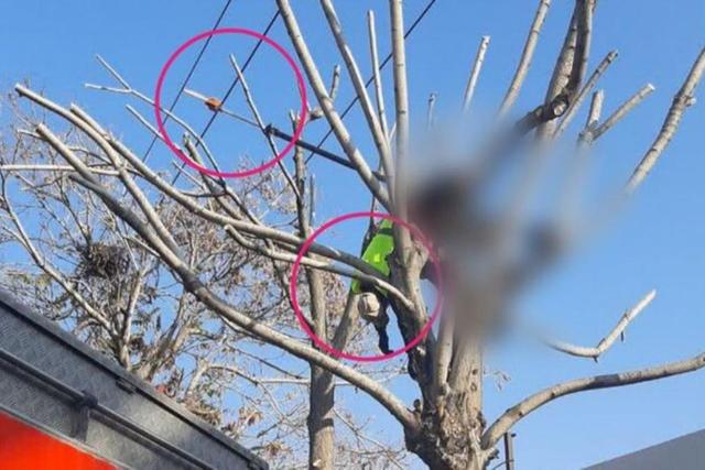 برقگرفتگی مرگبار هنگام هرس درختان + جزئیات