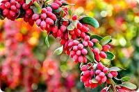 فعالیت ۴۲ واحد بسته بندی و فرآوری زرشک در خراسان جنوبی