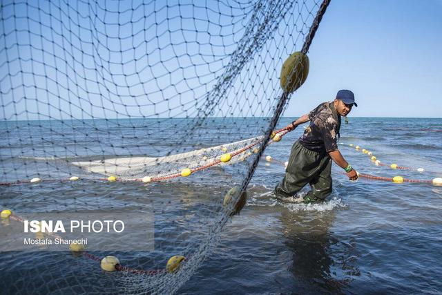 صید ماهی به روش پره در ساحل گهرباران - ساری