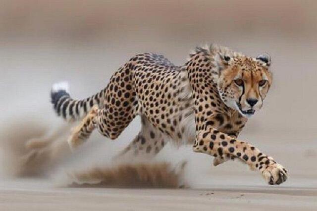 معاون سازمان محیط زیست ارتقای فرهنگ محیط زیستی از اولویت های این سازمان