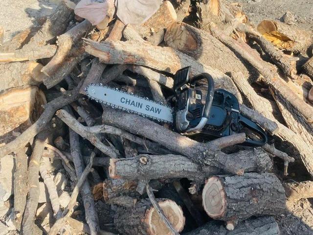 دستگیری متخلف قطع درختان بلوط در دشت برم کازرون / برخورد قاطع با تخریب‌کنندگان جنگل‌ها