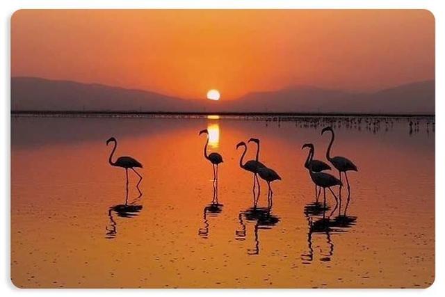 میزبانی متفاوت شیرازی ها از فلامینگوهای مهاجر + فیلم زیبا از فلامینگوها در مهارلو