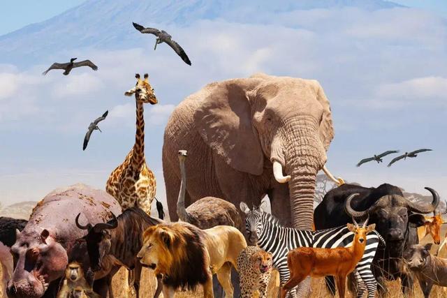 آیا می توان همه حیوانات را اهلی کرد؟