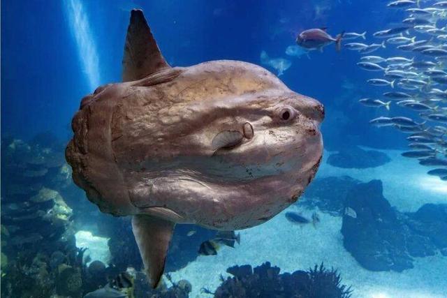 خورشیدماهی؛ عجیب‌ترین و به‌دردنخورترین ماهی اقیانوس + عکس