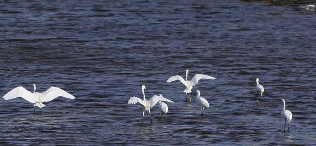 زمستان گذرانی پرندگان مهاجر در زیستگاه‌های آبی لرستان