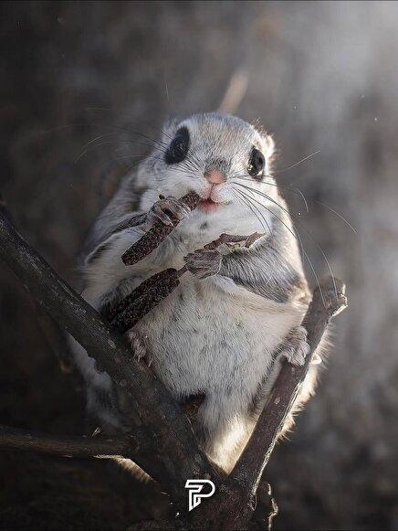 عکس | دلفریب‌ترین موجود دنیا!