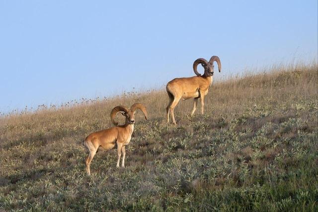 آغاز سرشماری پاییزه حیات‌وحش در پارک ملی گلستان
