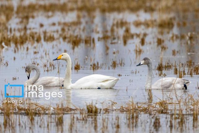 زمستان گذرانی پرندگان مهاجر در زیستگاه‌های آبی لرستان