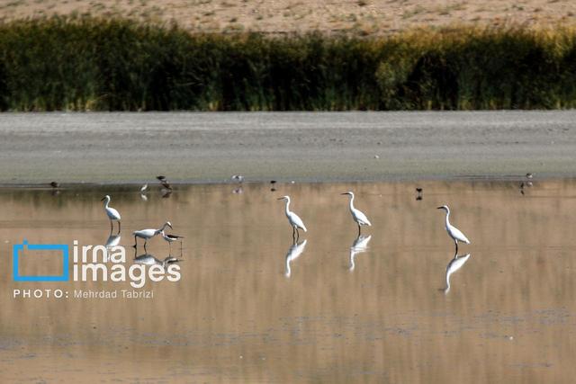 نقش تالاب‌ها در حفظ اکوسیستم/ هشدار کارشناسان برای انقراض گونه‌ها