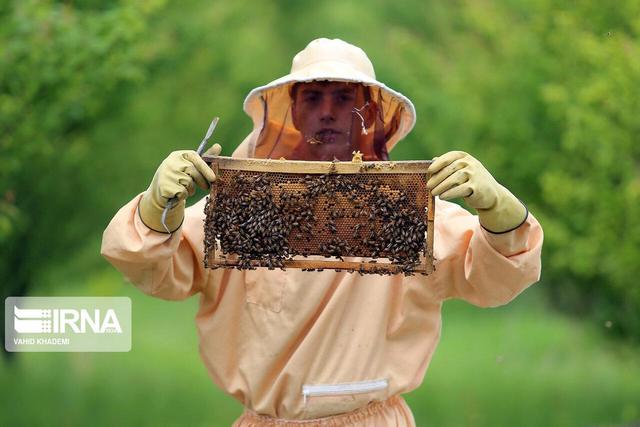 کاهش۳۵ درصدی تولید عسل شهرستان کوهسرخ درپی خشکسالی